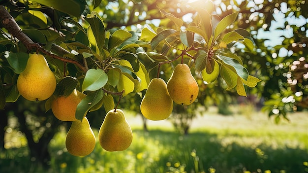 Birnengarten, sonniger Tag, Birnenernte, KI-Generierung