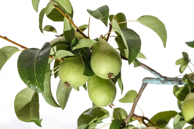 Birnenzweig mit unreifen Birnenfrüchten Bio-Früchte isolieren