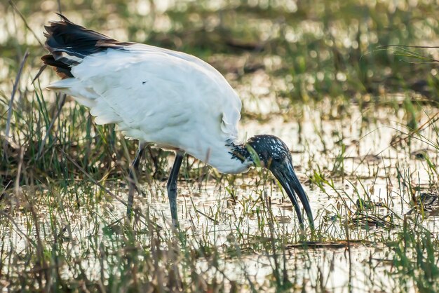 Íbis sagrado africano (Threskiornis aethiopicus) escapou de um zoológico da França no Parque Natural dos Pântanos de Ampurdán, Girona, Catalunha, Espanha.