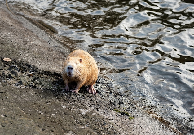 Bisamratte (Ondatra zibethicus) auf dem See.