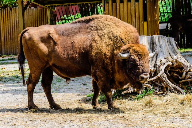 Bisão americano em curral na fazenda