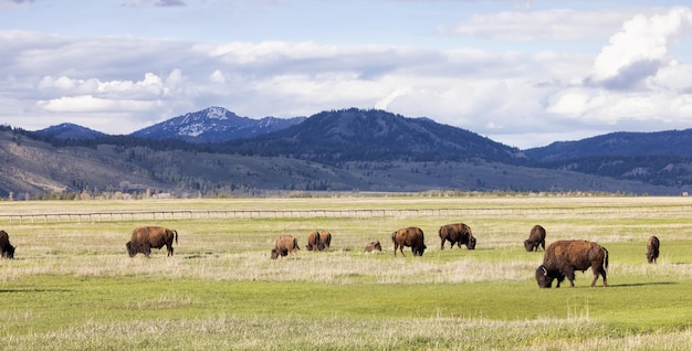 Bisão comendo grama na paisagem americana parque nacional de yellowstone