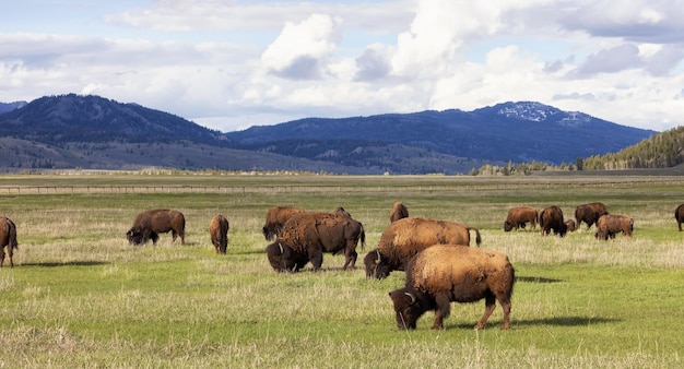 Bisão comendo grama na paisagem americana parque nacional de yellowstone