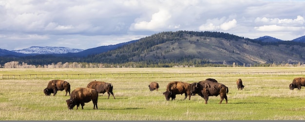 Bisão comendo grama na paisagem americana parque nacional de yellowstone