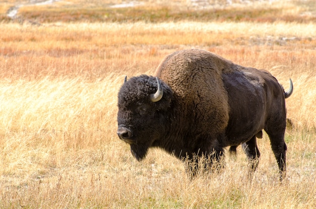 Bisão em meadow of fountain flat drive em yellowstone