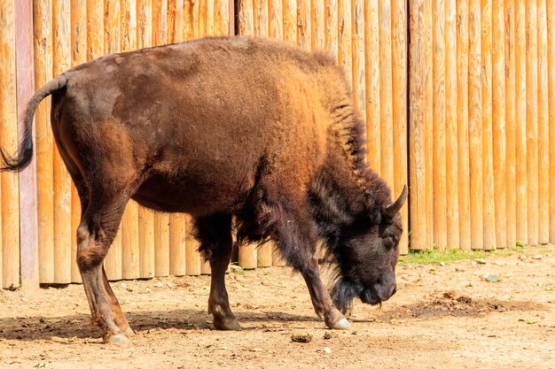 Foto bisão europeu bison bonasus também conhecido como auroque sábio em um piquete no curral