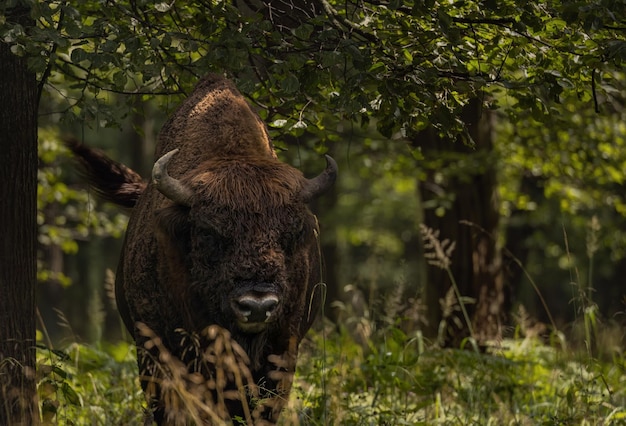 Foto bisão europeu selvagem em um close de uma reserva florestal