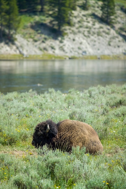 Bisão no parque nacional de yellowstone, wyoming, o parque mais importante dos eua