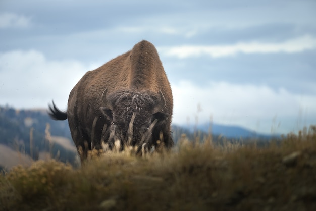 Bisão selvagem no Parque Nacional de Yellowstone