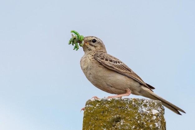 Bisbita leonada, Anthus campestris, un pájaro solitario sentado sobre un pilar de piedra con orugas en su pico