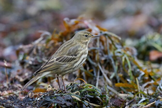 Foto bisbita de roca euroasiático anthus petrosus