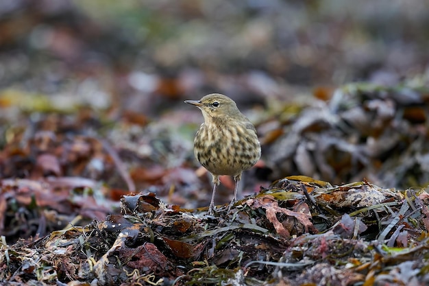 Bisbita de roca euroasiático Anthus petrosus