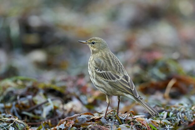 Foto bisbita de roca euroasiático anthus petrosus