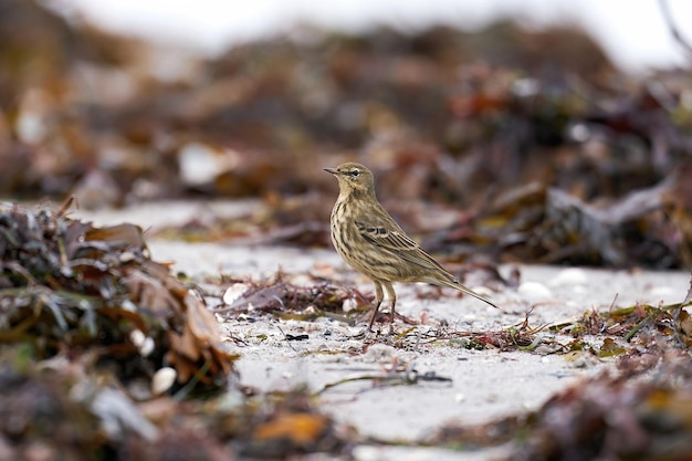 Bisbita de roca euroasiático Anthus petrosus