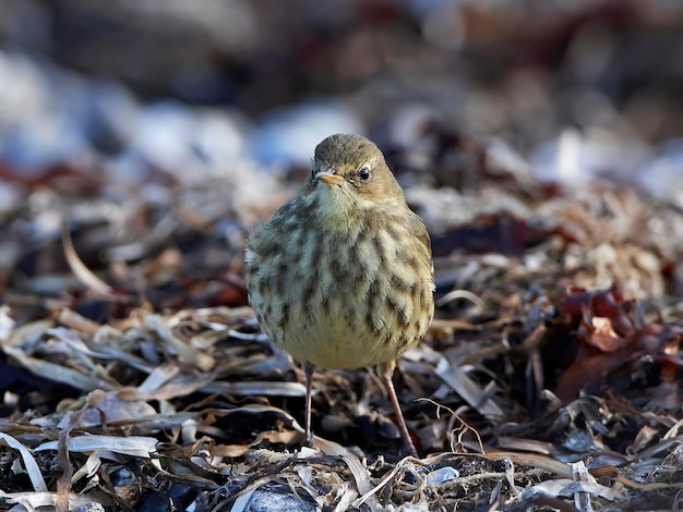 Bisbita de roca euroasiático Anthus petrosus