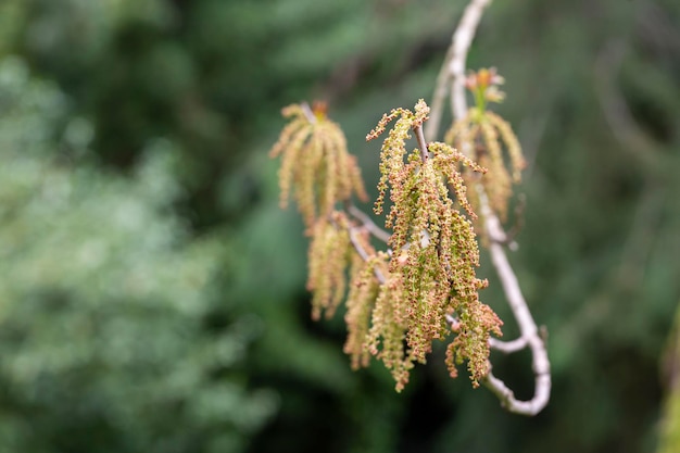 Bischofsholz Bischofia javanica junge Abgüsse und Blumen in Form von Ohrringen an einem Frühlingstag