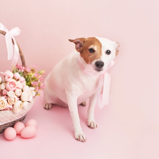 Biscoitos de gengibre, cachorro e ovos.