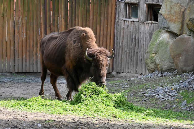 Bison comendo grama na fazenda