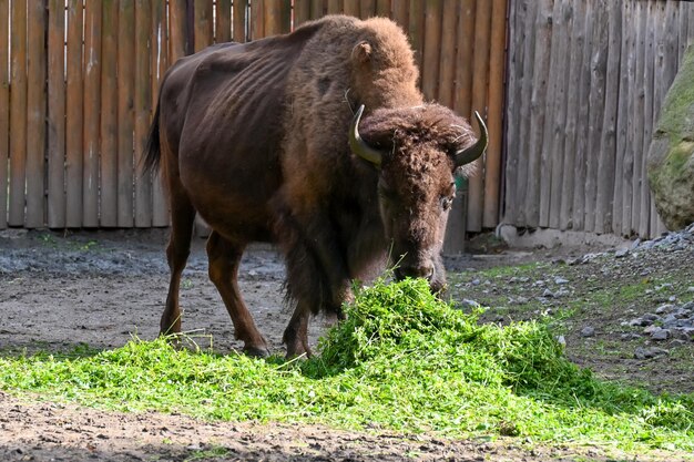 Bison comendo grama na fazenda