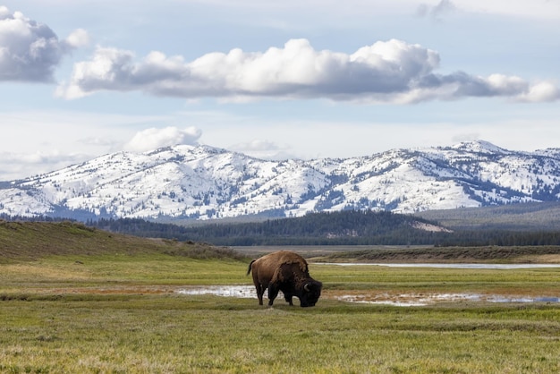 Bison, der Gras in der amerikanischen Landschaft im Yellowstone-Nationalpark isst