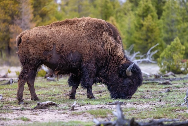 Bison, der Gras in der amerikanischen Landschaft im Yellowstone-Nationalpark isst