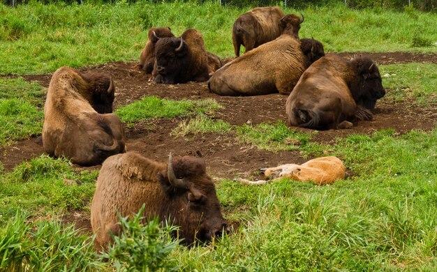 Bison, der in der Natur ruhtxA