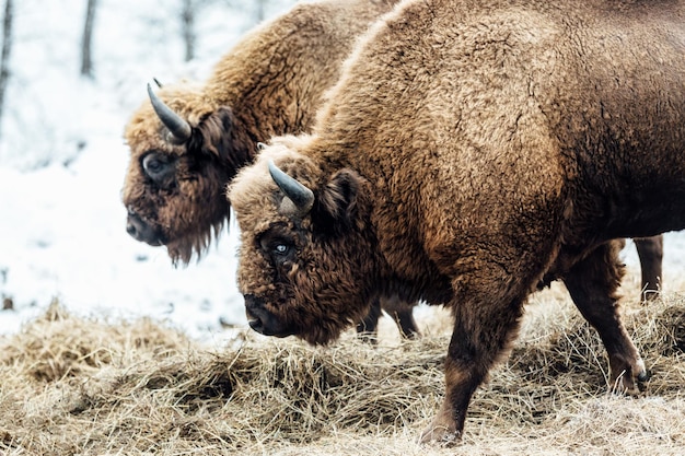 Bison, die Gras auf dem Land weiden