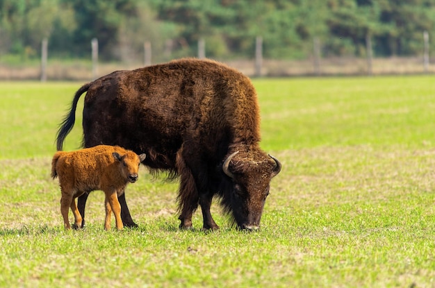 Bison hembra y bisonte pequeño en la naturaleza.