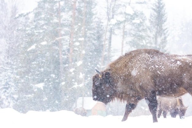 Bison no Parque Nacional Skole Beskydy em winter.Carpathians.Ukraine. Queda de neve.Foco suave