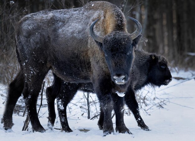 Foto bison salvaje en una reserva forestal de primer plano con un cachorro joven