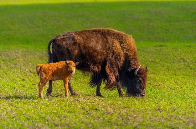 Bison und kleiner Bison in der Natur auf Sommerhintergrund