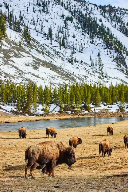 Bisonherde verstreut über das Feld, um an Flüssen und schneebedeckten Bergen zu grasen