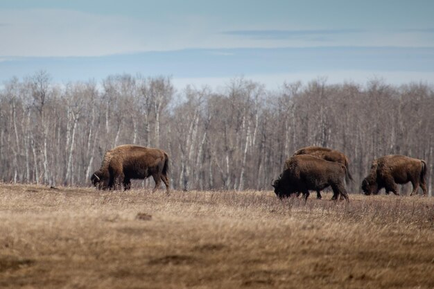 Foto bisons auf einem feld