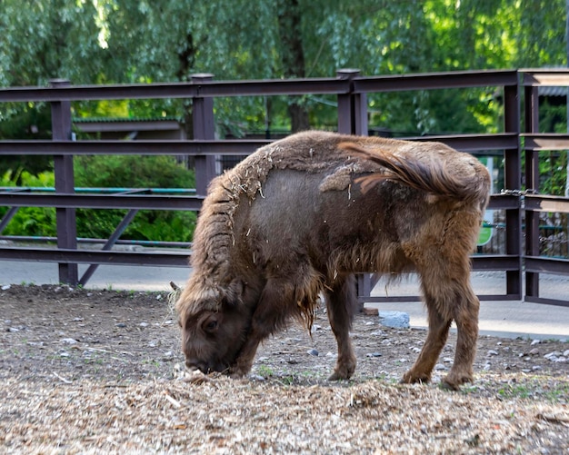 Bisons im Zoogehege Wilde Tiere