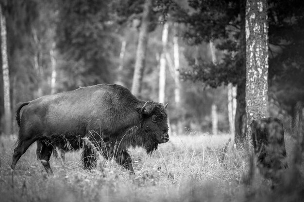 Bisonte adulto pastando na reserva.