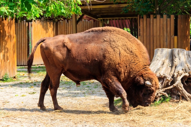 Bisonte americano Bison bison también conocido como búfalo en un potrero en el corral