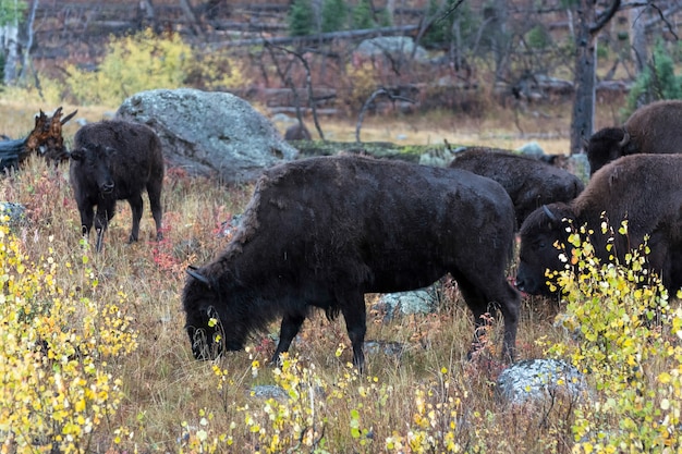 Bisonte americano (bison bison)