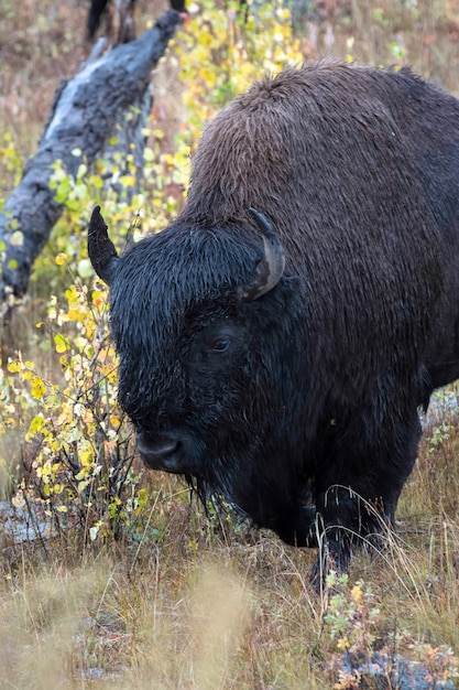 Bisonte americano (bison bison)