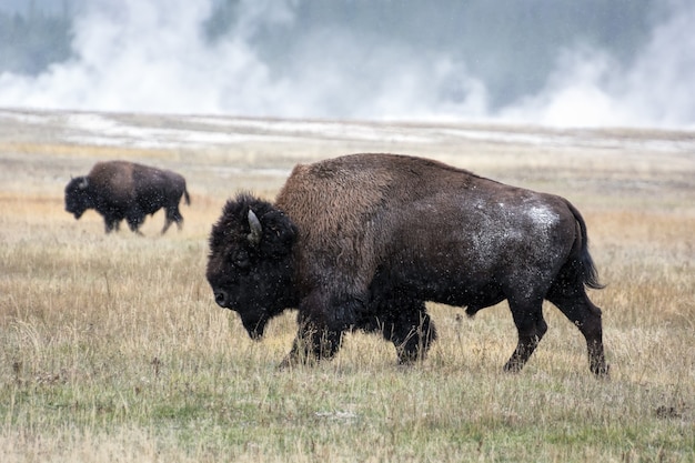 Bisonte americano (bison bison)