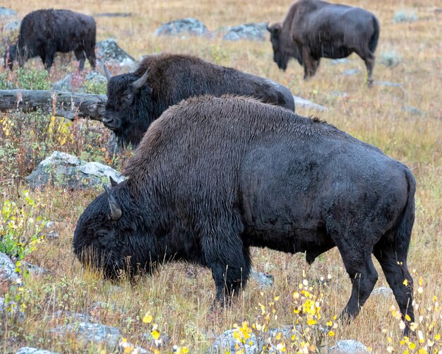 Bisonte americano (bison bison)