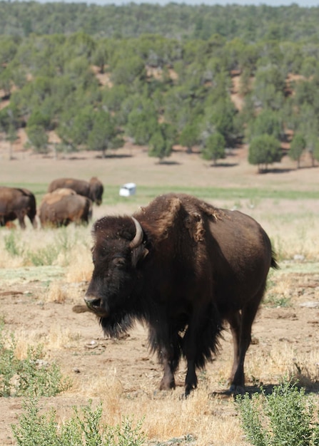 Foto el bisonte americano en el campo