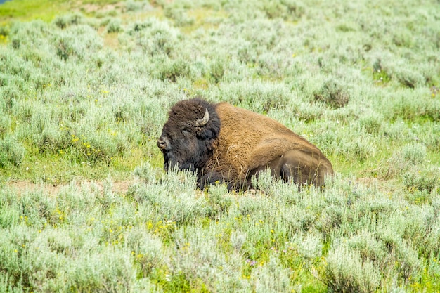 Bisonte americano no parque nacional de Yellowstone, Wyoming, o parque mais importante dos EUA