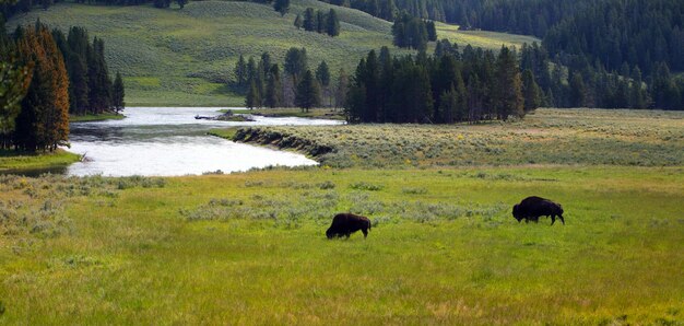 Foto el bisonte americano pastando en el campo