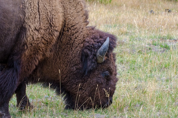 Bisonte americano pastando en un campo