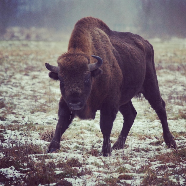 El bisonte americano de pie en el campo