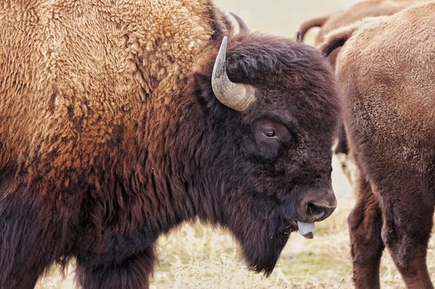 El bisonte americano de pie en el campo