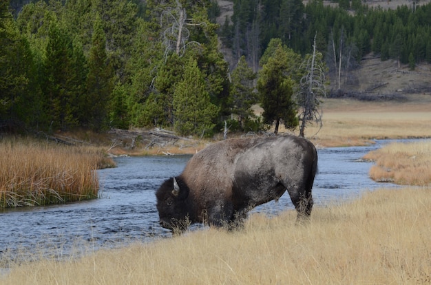 Bisonte cerca de Nez Perce Creek en el Parque Nacional de Yellowstone.