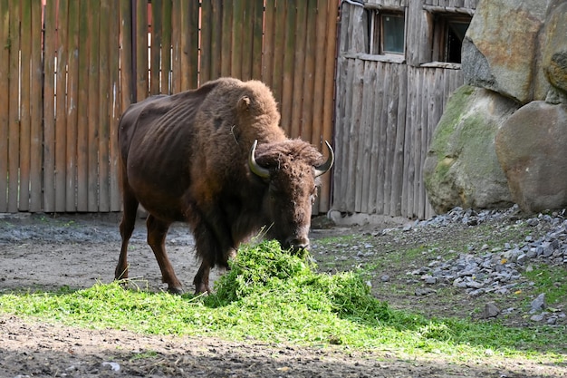 Bisonte comiendo hierba en la granja