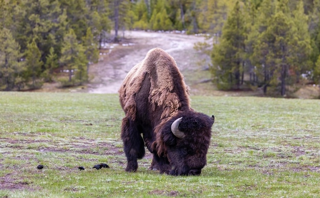 Bisonte comiendo hierba en el parque nacional de yellowstone paisaje americano