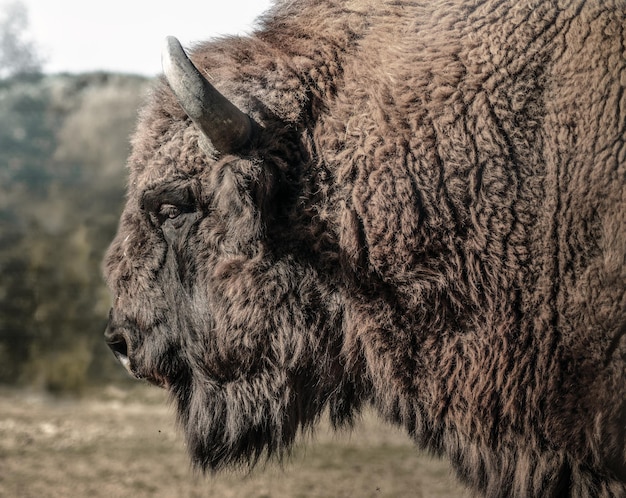 Foto un bisonte con crina en la naturaleza del parque nacional poloniny